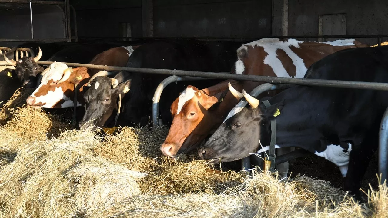 Экспорт казахстанских кормов для животных бьет рекорды 