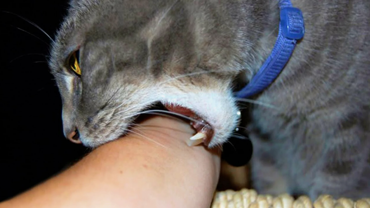 Света Букинамен онлайн порно Яндекс транссексуалдары