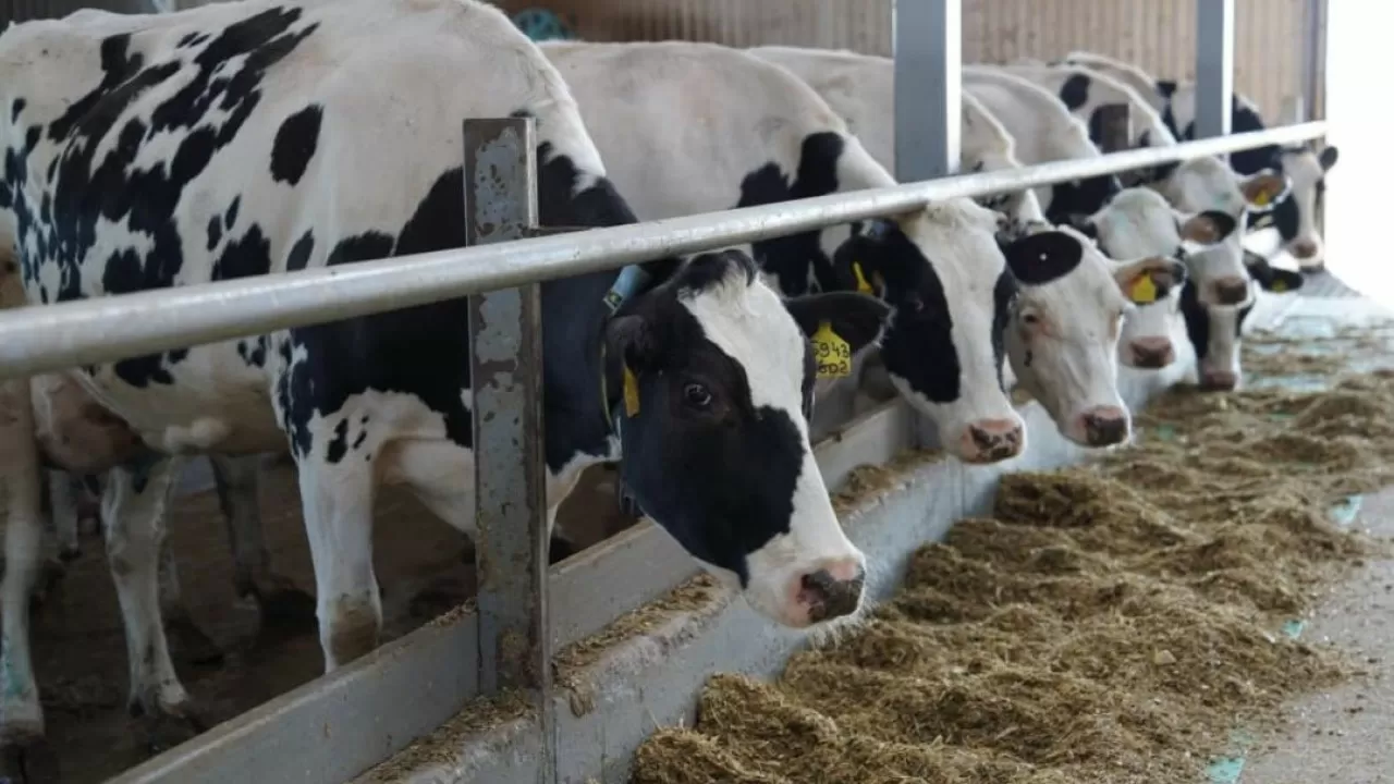 Сельхозпродукция Казахстана выходит на новые рынки 