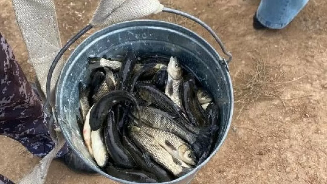 Молодь редкой породы речной рыбы выпустили в Есиль 