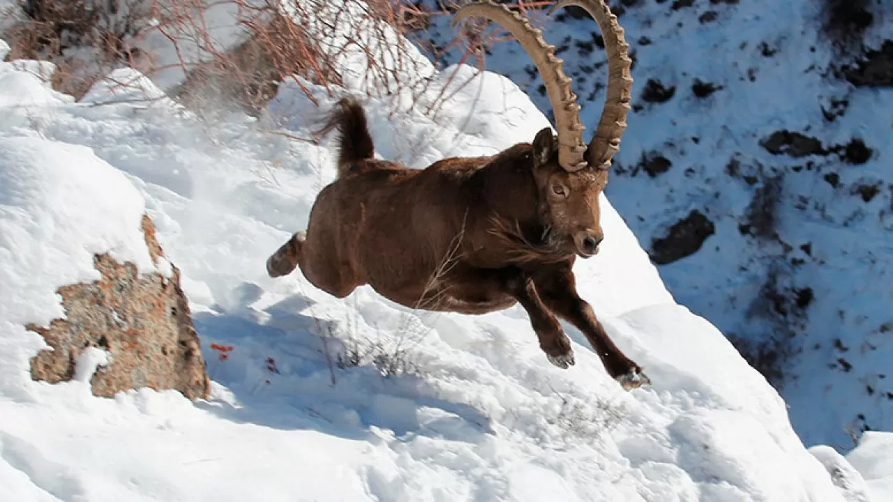 Ақсу-Жабағылы қорығында санақ басталды