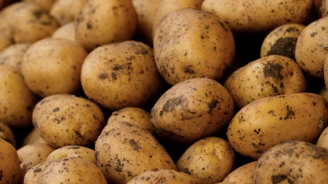 Қазақстан картоп экспортына тыйым салуы мүмкін