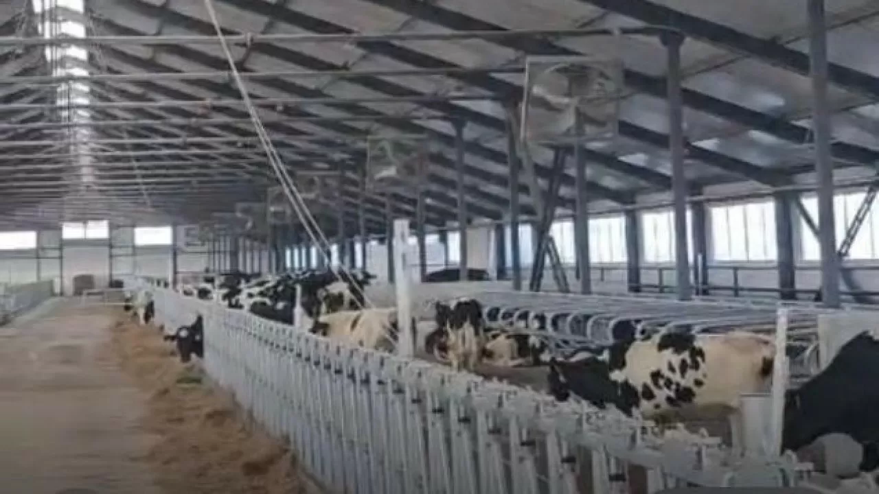 165 племенных телок из Дании прилетели в Павлодарскую область