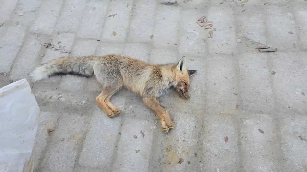 Маңғыстауда түлкі оқушыларға мектеп ауласында шабуыл жасады