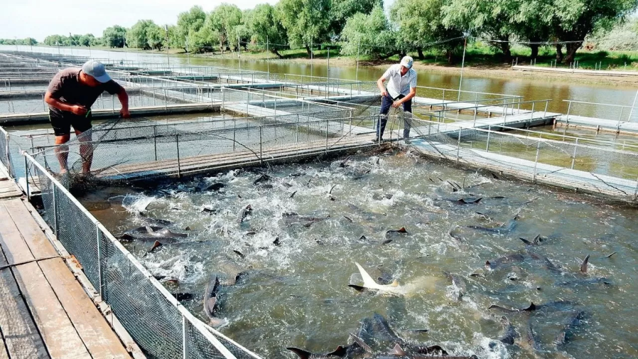 Аквакультурадағы ең өзекті мәселе – балықтың азығы