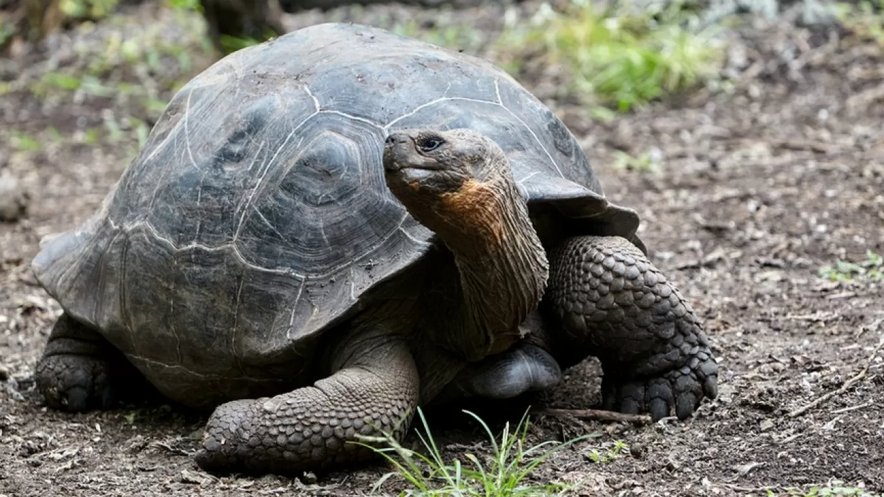 Умерла 141-летняя галапагосская черепаха Бабуля - одна из старейших в мире