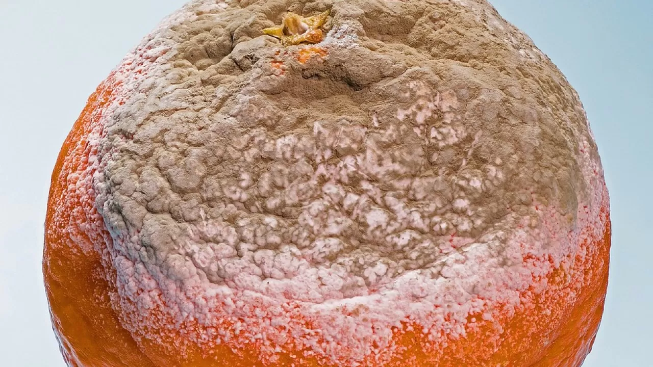 Эксперт объяснил риск подпорченных овощей и фруктов 