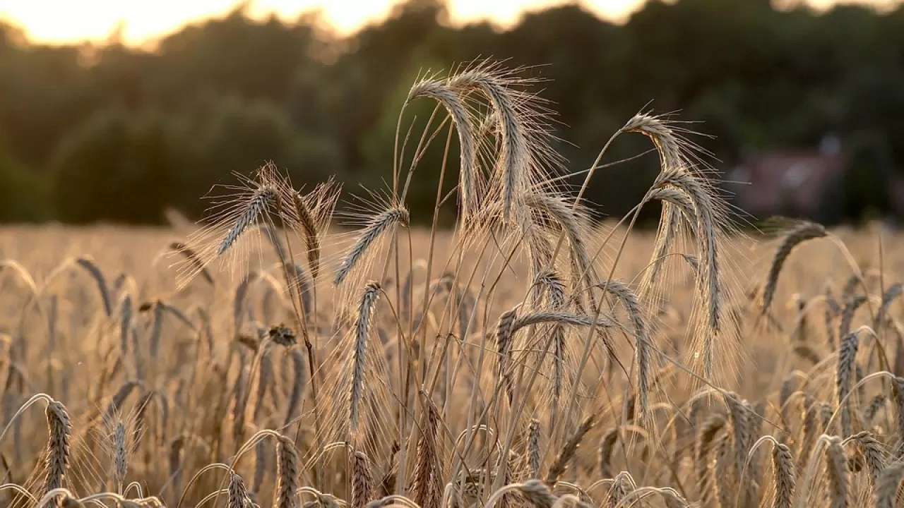 Поставки пшеницы на сотню миллионов тенге обернулись уголовным делом в Костанайской области 