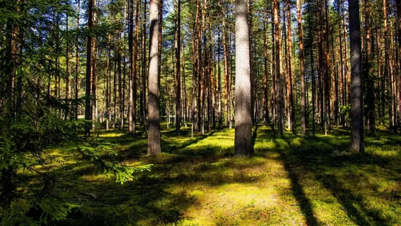Десятки миллионов тенге налогов не доплатили лесные хозяйства 