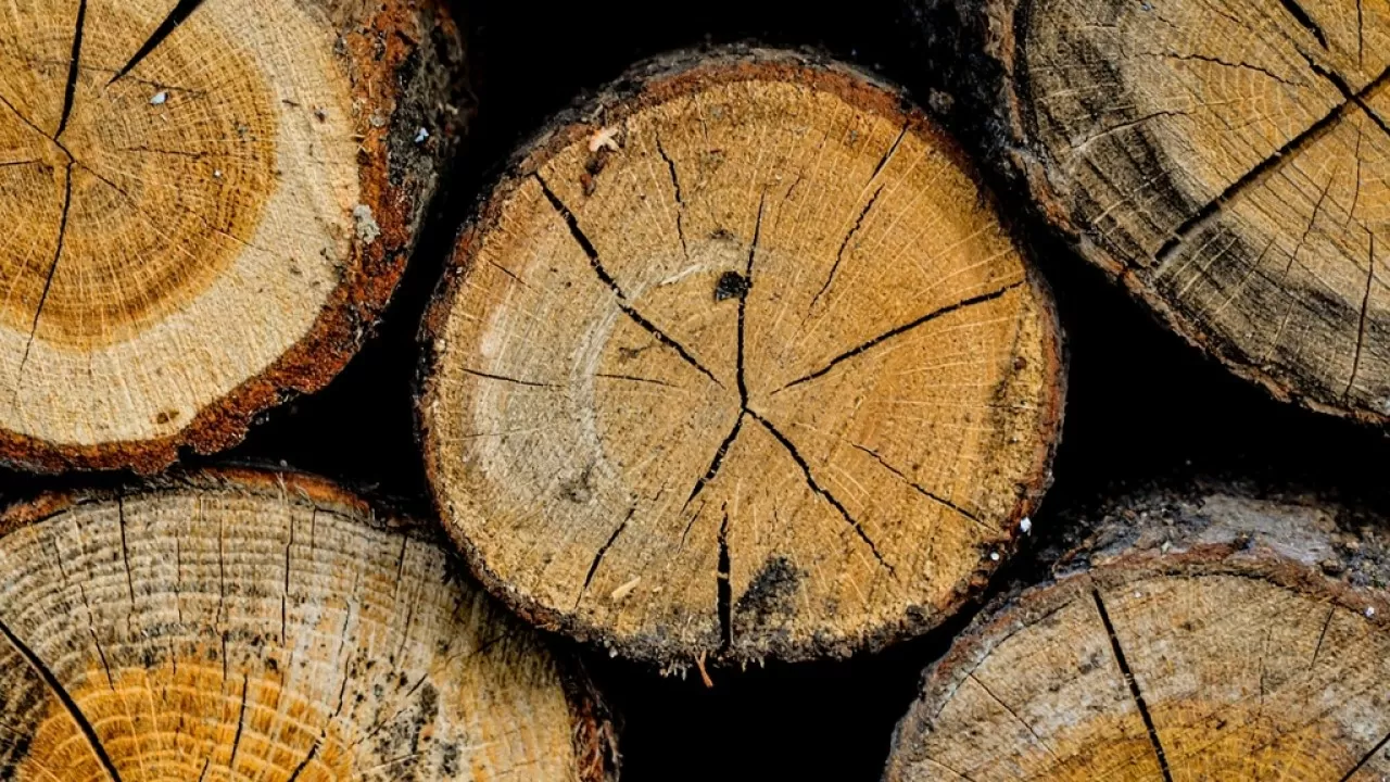 Из Кыргызстана запретят вывоз древесины и лесоматериалов 