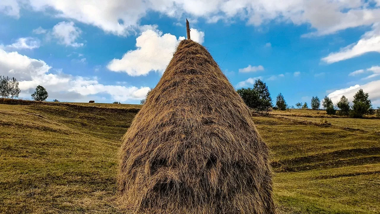 В Алакольском заповеднике открыли сенокос для населения 