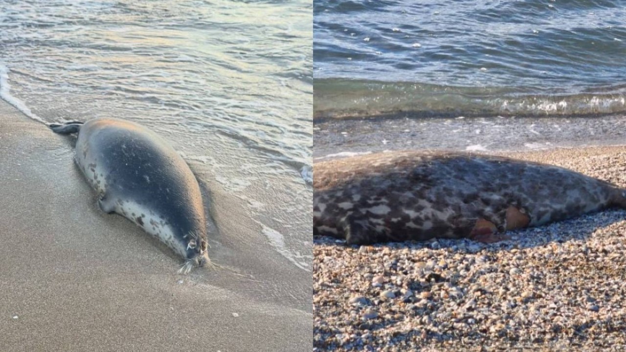 Ауызша секс позициялары