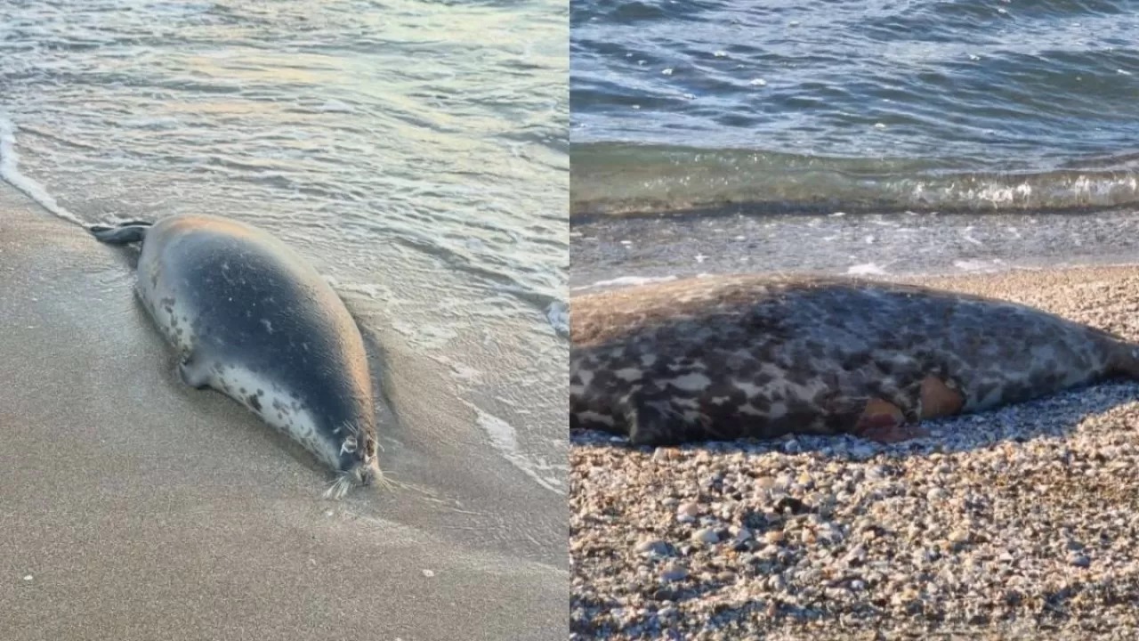 Каспий жағалауынан 100-ден астам итбалықтың өлекселері табылды