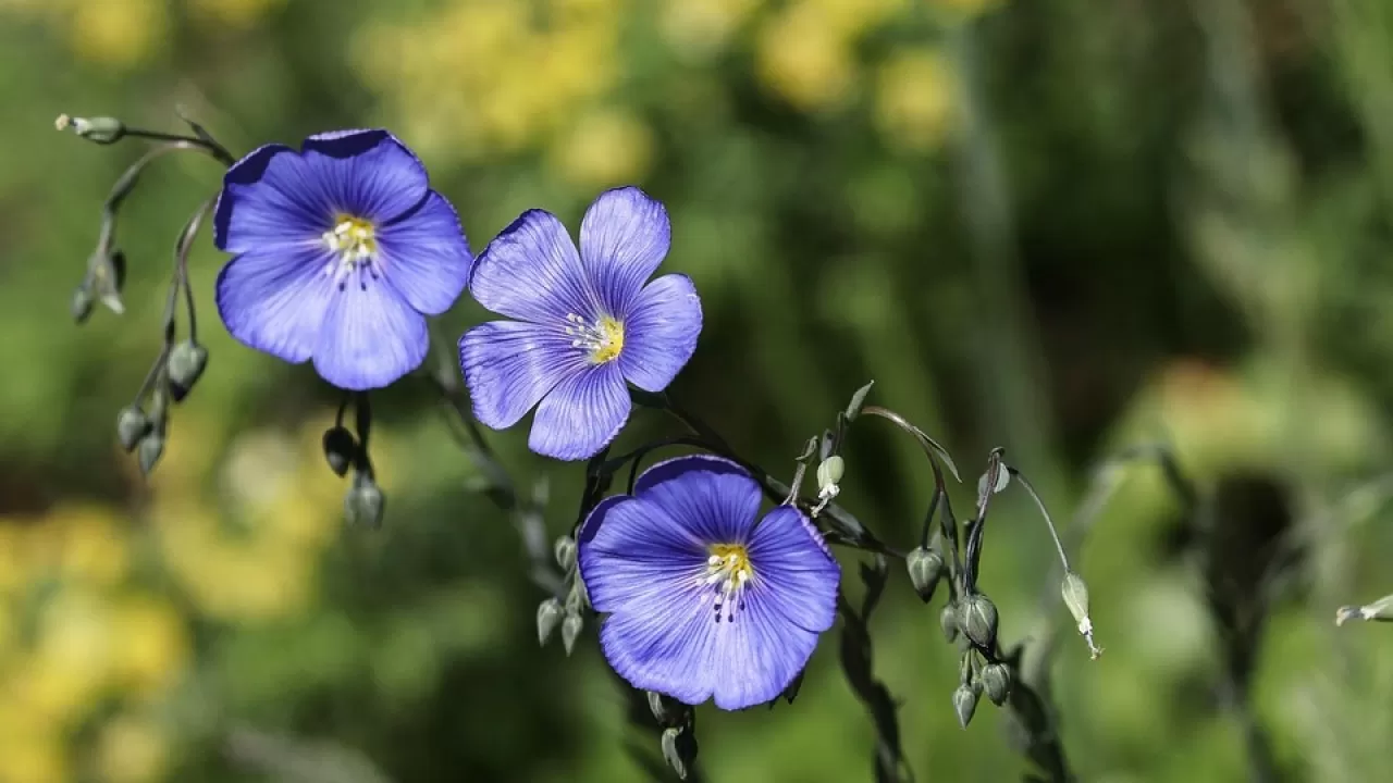 Казахстан стал лидером по поставкам льна в Европу 