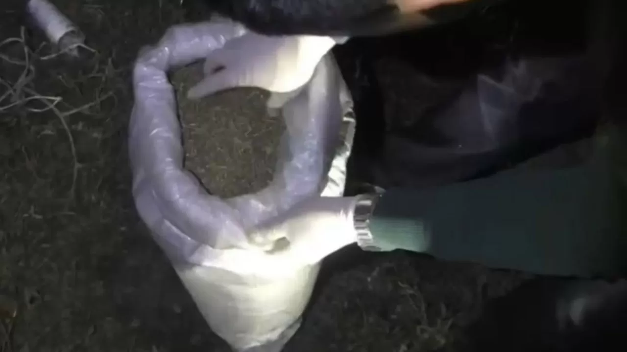 Шуда 50 келіден астам марихуана тасымалдағандар ұсталды 