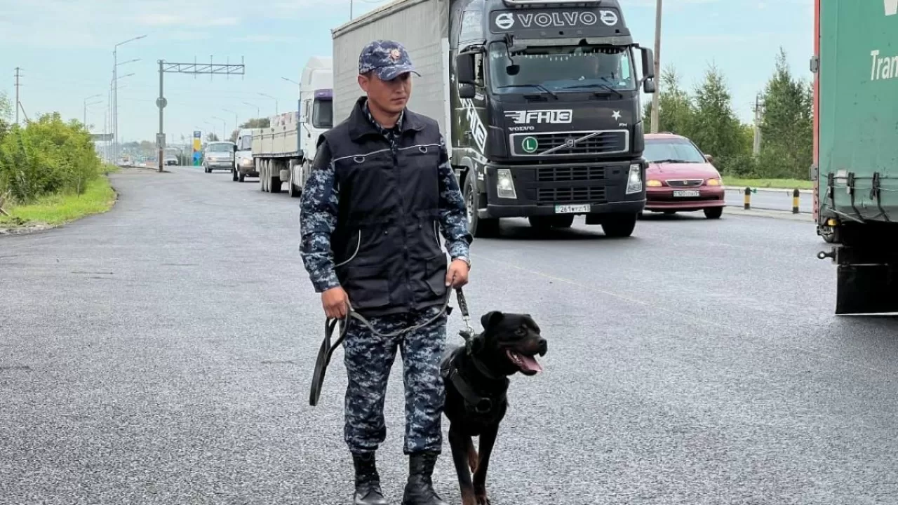 Астанада иісшіл ит автокөліктен есірткі тауып алды