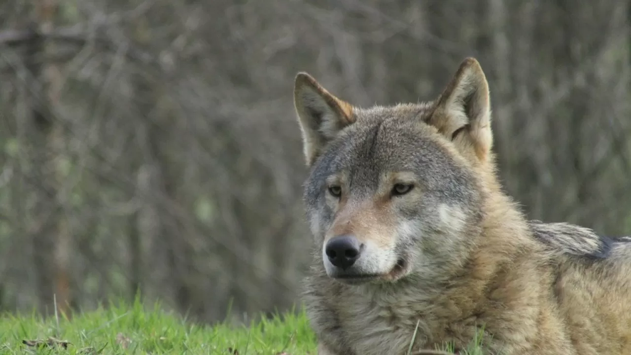 Дикие волки научились пользоваться рыболовной сетью  