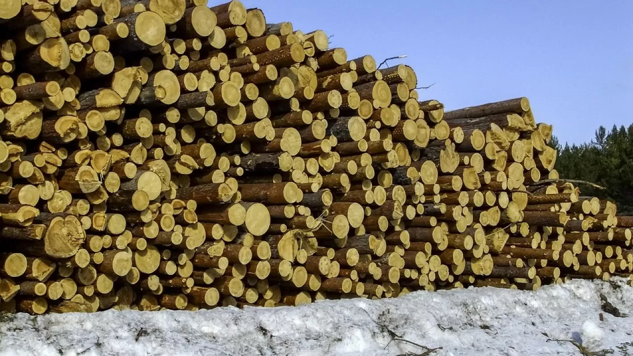 В Казахстане запускают маркировку древесины 