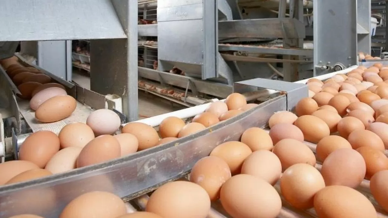 Крупную партию куриных яиц из РФ не пустили в Казахстан 