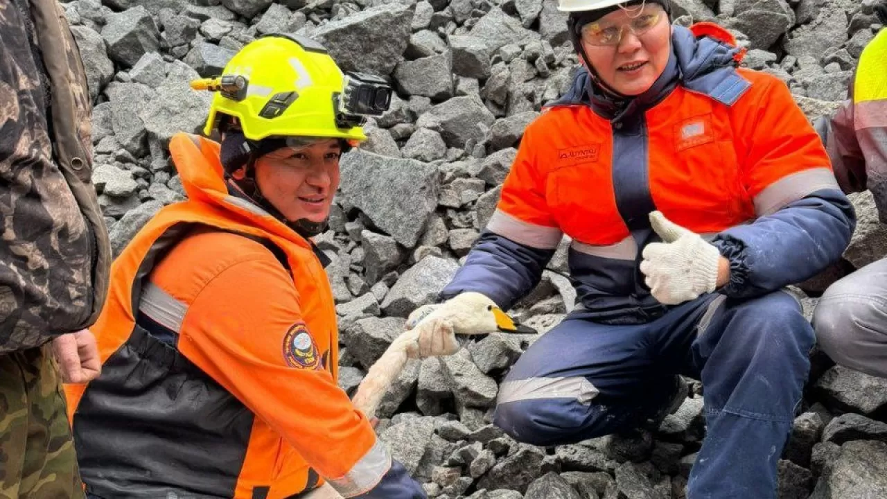 Лебедь в Кокшетау угодил в котлован горнодобывающего предприятия