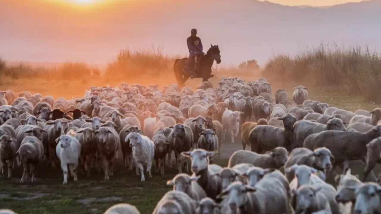 Асыл тұқымды мал алуға субсидия нормативі ұлғайтылады 