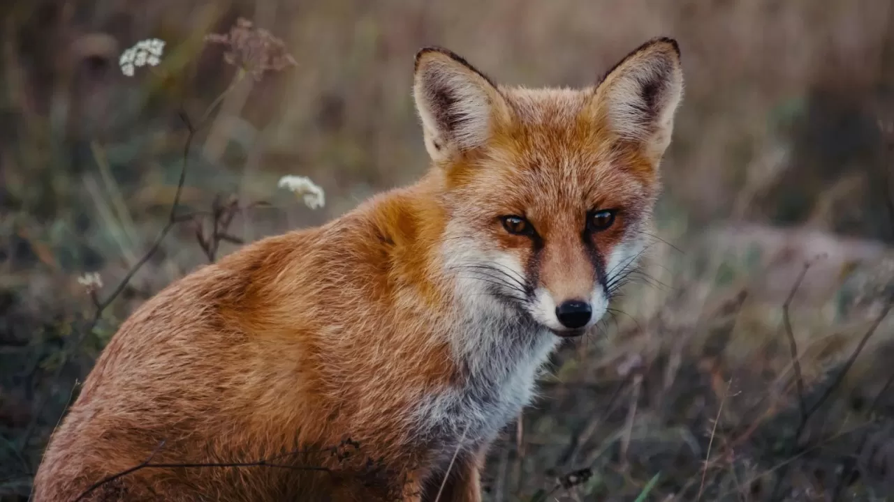 Лисы среди людей — случайность или сигнал природы