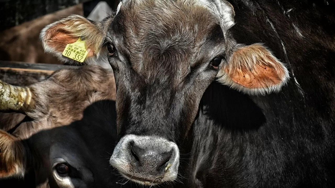 Сотни голов угнанного скота вернули владельцам в Казахстане 