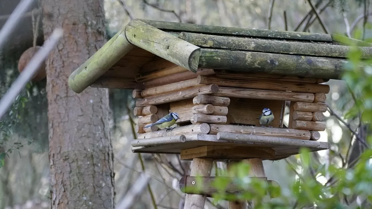 Синичкин день и другие праздники 12 ноября 