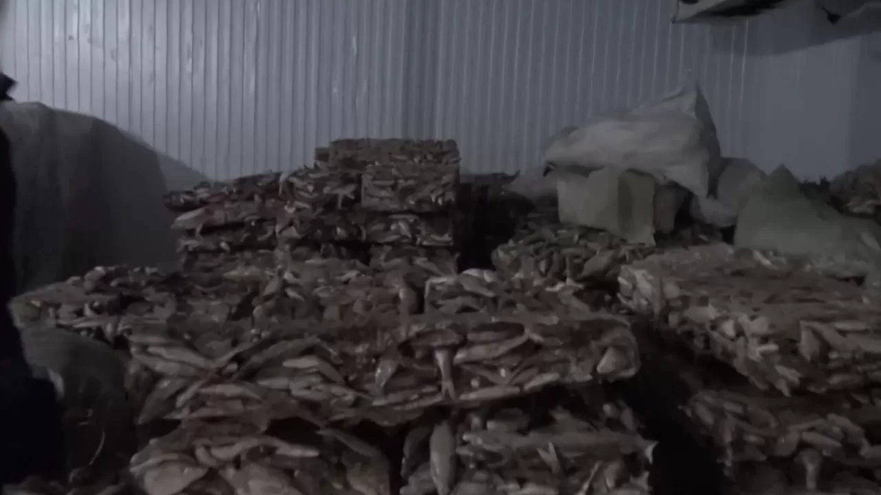 Қызылорда облысынан Еуропаға 75 тоннадан астам көк серке еті заңсыз экспортталған