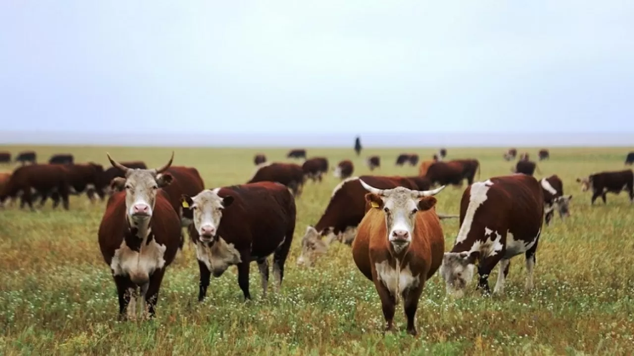 Түркістан облысында жоқ малды тіркеп, субсидия жымқырғандар сотталды