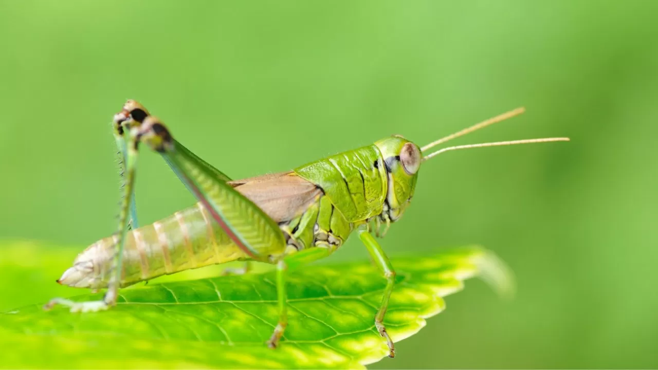 Елде шегірткеге қарсы мониторинг жүргізу жүйесі іске қосылады