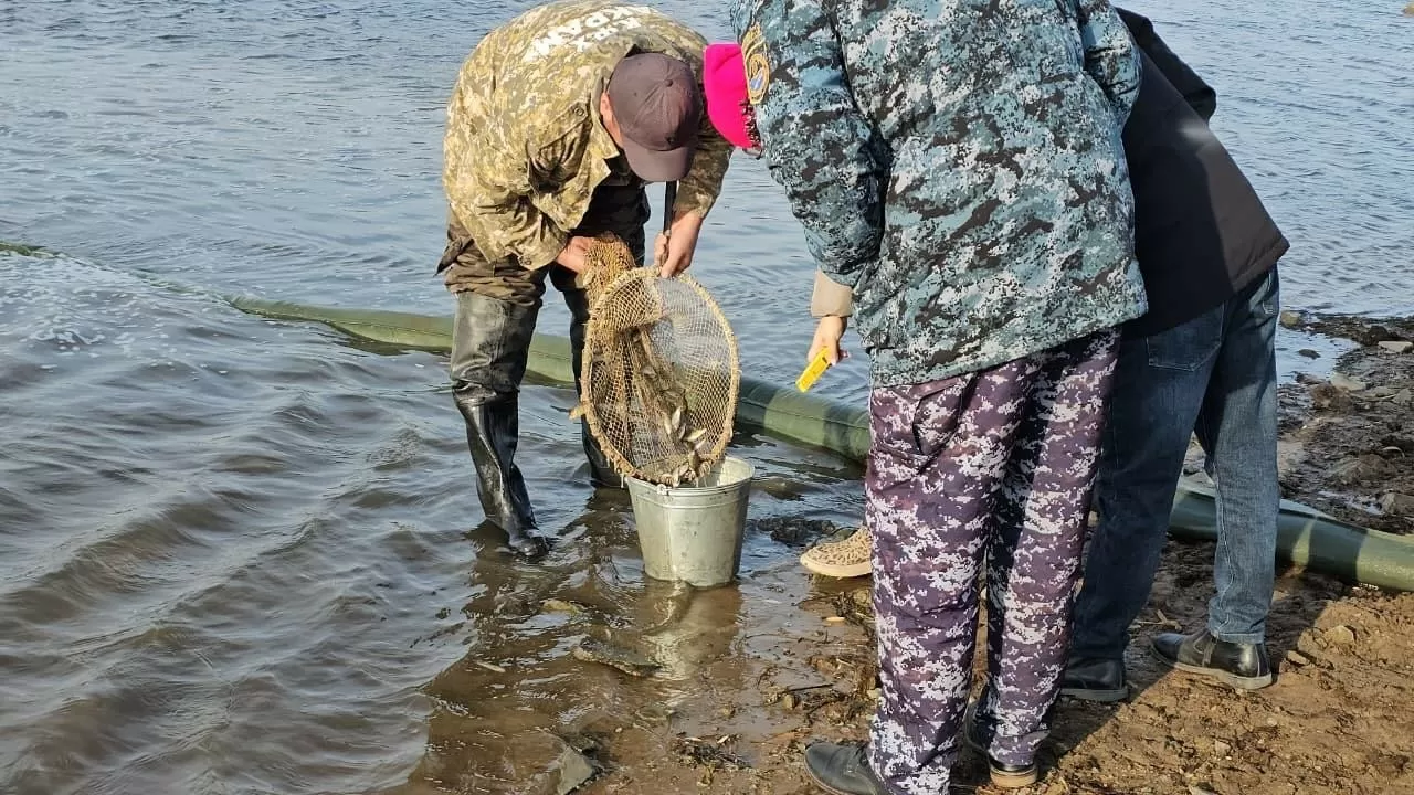 Мальков карпа выпустили в одну из рек Акмолинской области  