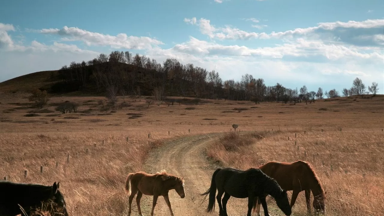 Десятки тысяч голов бесхозного скота задержали полицейские Павлодарской области 