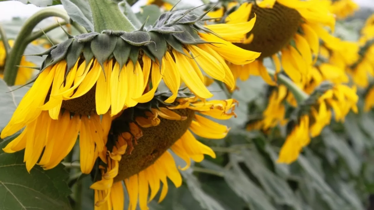 Казахстан может догнать Турцию по урожаю подсолнечника 
