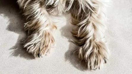 В США хозяину убитой полицейский собаки присудили 500 тыс. долларов