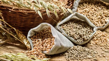 Отандық астық қай елдерге экспортталғаны белгілі болды