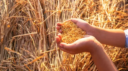 Мол астықтың мәселесі бар болып шықты