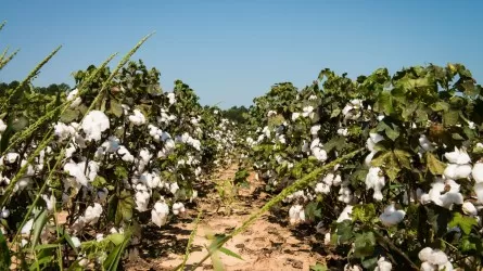 Мақта өндірісі 18 жылда алғаш рет 428 мың тонна болды