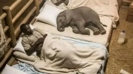 Уникальный приют в Кении спасает сирот слонов  