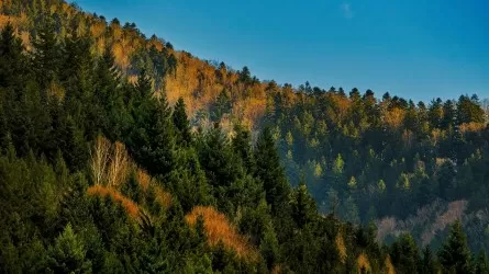 Площадь лесов в Казахстане увеличивается или уменьшается? 