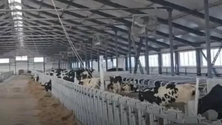 165 племенных телок из Дании прилетели в Павлодарскую область