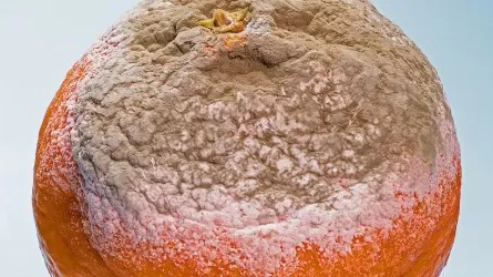 Эксперт объяснил риск подпорченных овощей и фруктов 