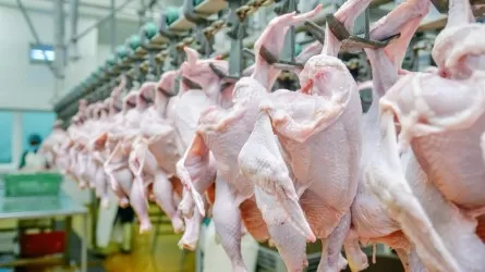 Қазақстандық құс фабрикаларының қанша тонна ет өндіргені белгілі болды