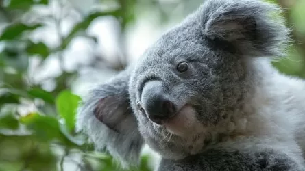 Учёные нашли в Австралии древнюю коалу, похожую по размеру на кошку 
