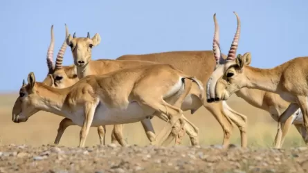 Халық киік етін де қымбат бағаға сатып алып жатыр