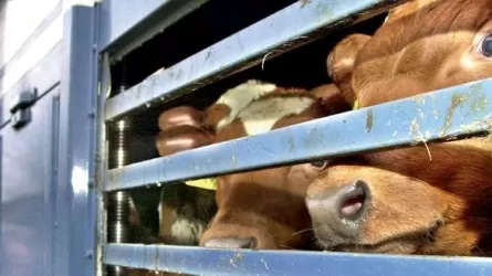 Ветеринариялық анықтамаларды қолдан жасаған ерлі-зайыптылар сотқа берілді