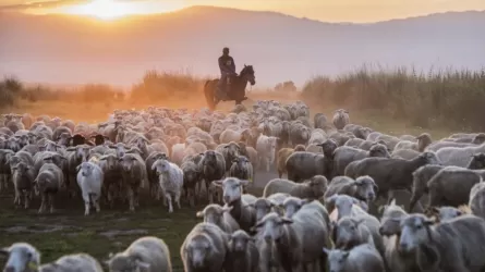 Малшылар мардымды өмір сүріп жатыр ма?