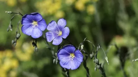 Казахстан стал лидером по поставкам льна в Европу 