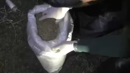 Шуда 50 келіден астам марихуана тасымалдағандар ұсталды 