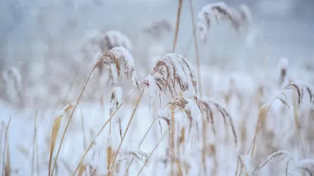 Көршіге үлкен нәубет келді